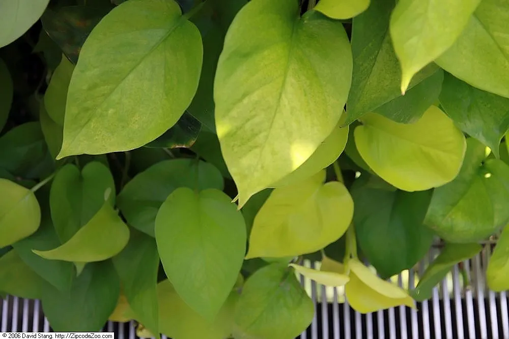 East-Himalayan Decorated Taro (Colocasia affinis) – in a garden setting, plant photo