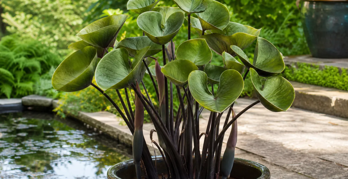 Colocasia 'Coffee Cups' – fotografia rastliny