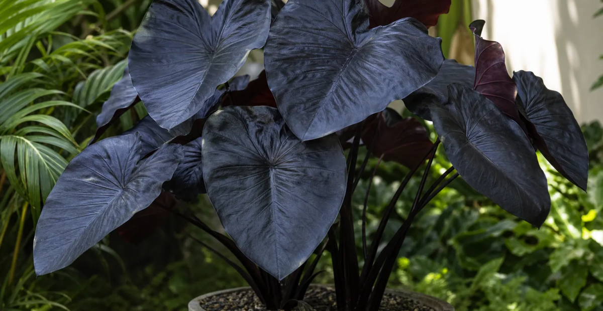 Colocasia 'Electric Blue Gecko' – Pflanzenfoto