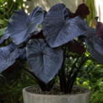 Colocasia 'Electric Blue Gecko' – Pflanzenfoto