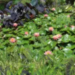 Black Magic Taro (Colocasia esculenta 'Black Magic') – plant photo