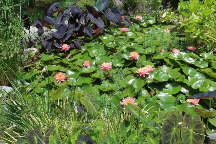 Colocasia esculenta 'Black Magic'