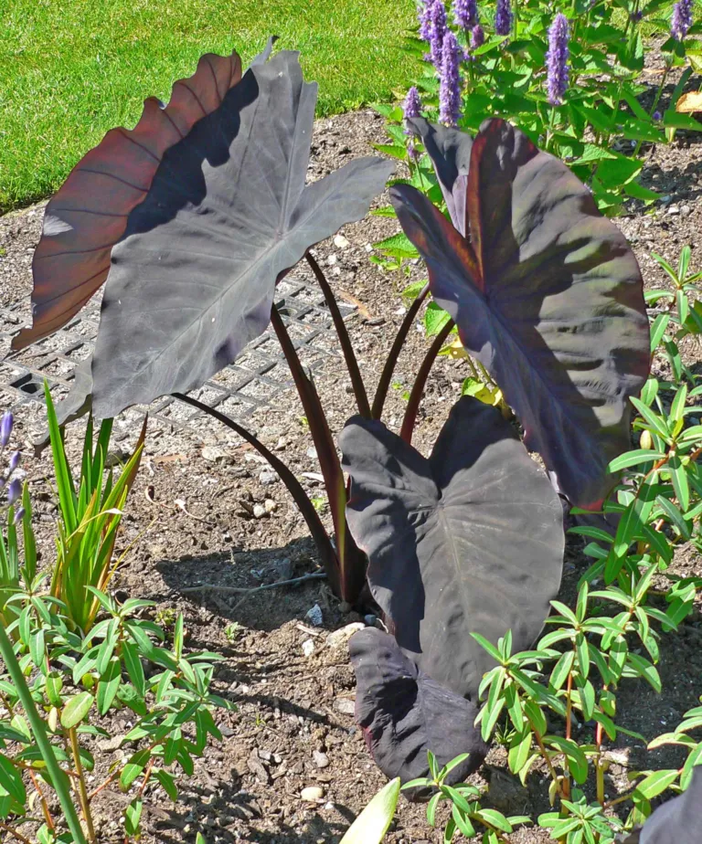 Black Magic Taro (Colocasia esculenta 'Black Magic') – in a garden setting, plant photo