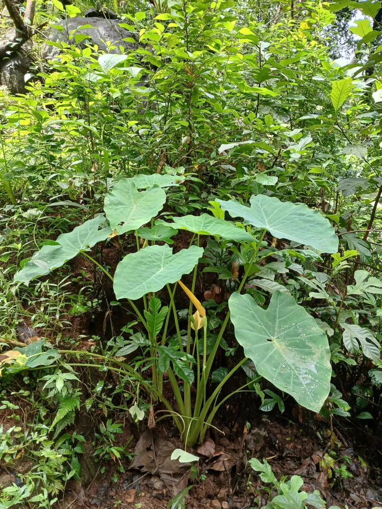 Taro (Colocasia esculenta) – in a garden setting, plant photo