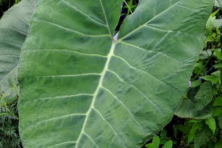 Colocasia esculenta