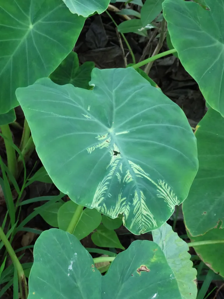 Taro (Colocasia esculenta) – leaves and shoots, plant photo