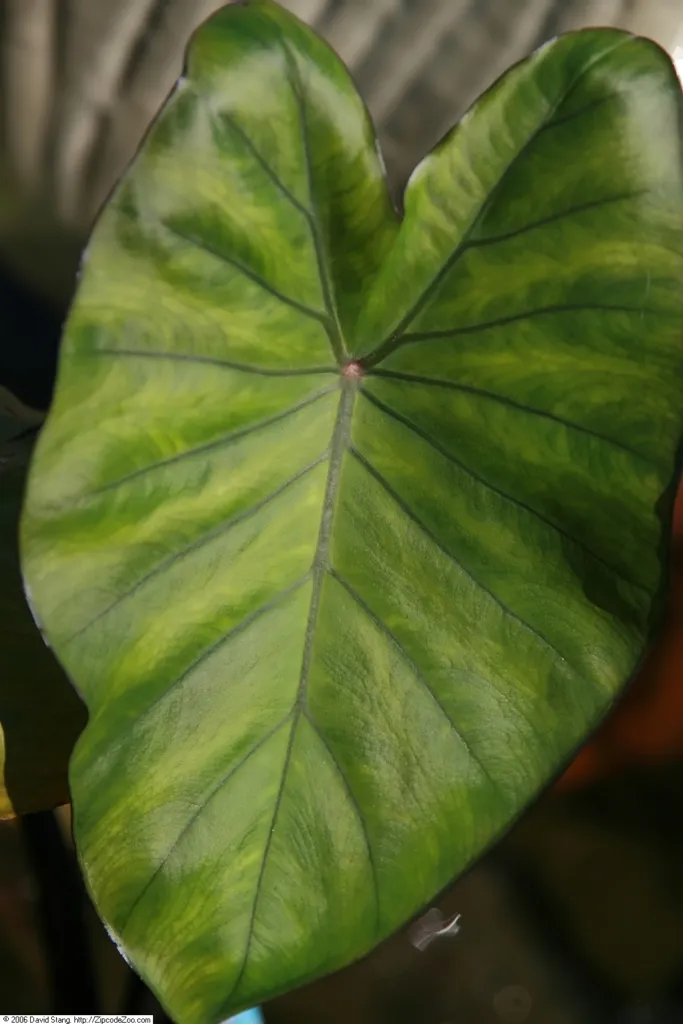 Taro (Colocasia esculenta) – bark and shoots, plant photo