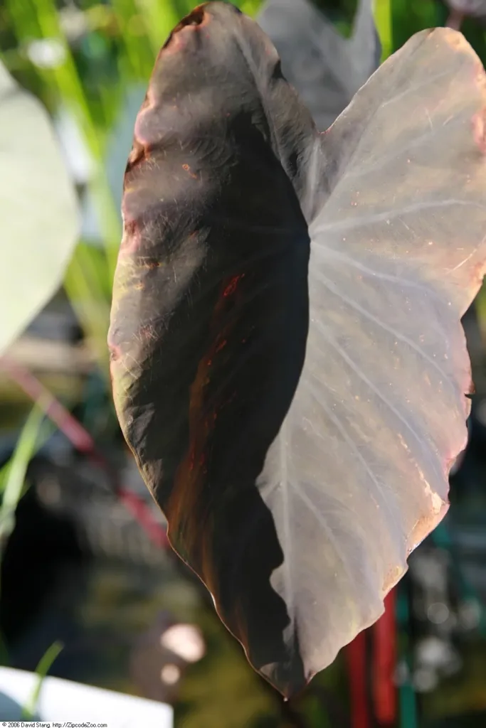 Taro (Colocasia esculenta) – in a garden setting, plant photo