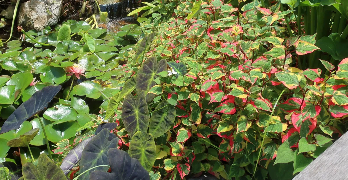 Colocasia esculenta 'Illustris' – plant photo