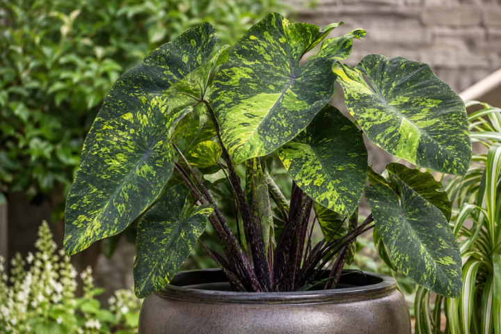 Colocasia esculenta 'Lemon Lime Gecko'