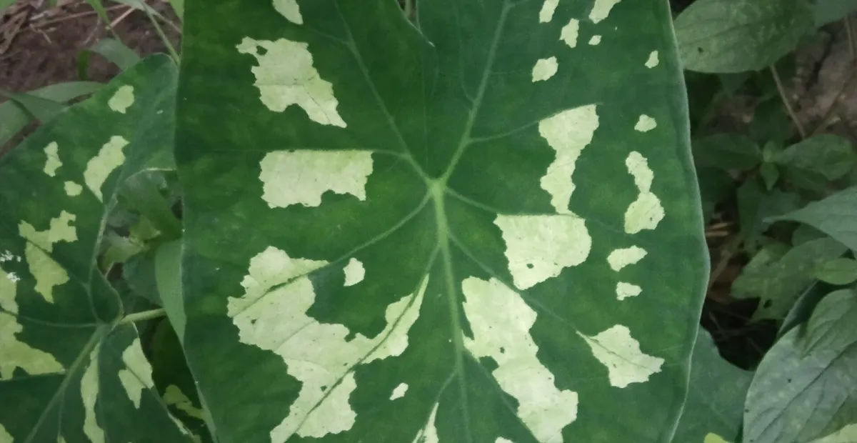Colocasia 'Hilo Beauty' – plant photo