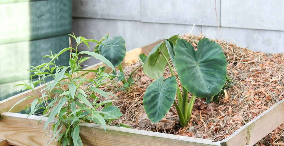 Colocasia 'Jack's Giant' – Pflanzenfoto