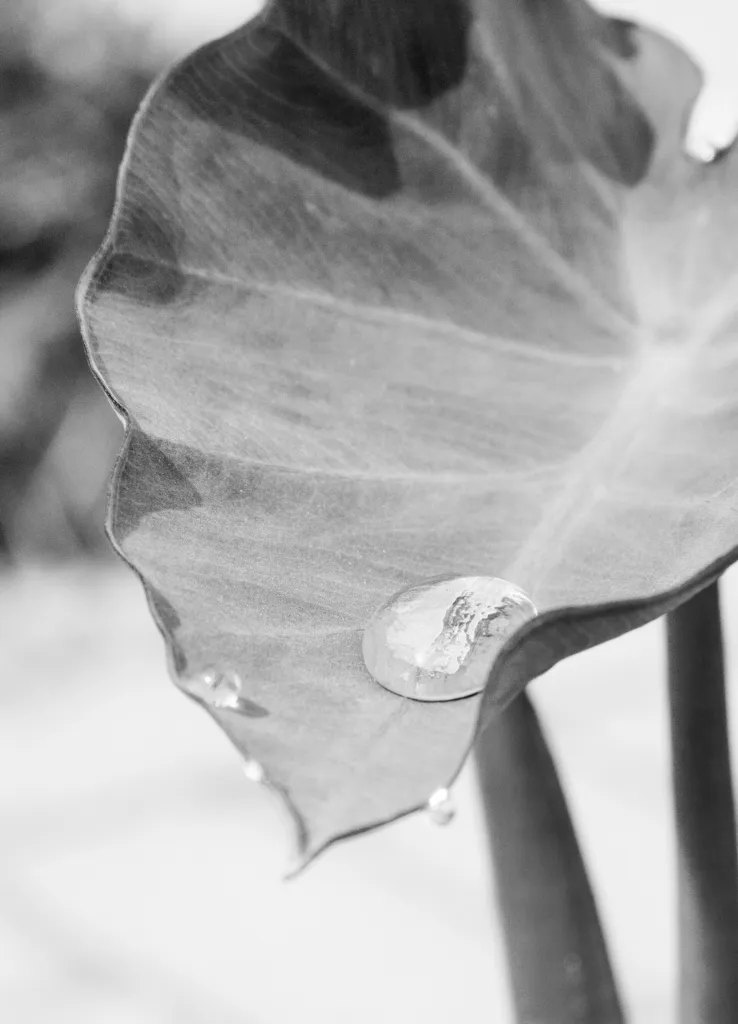 Jack's Giant Elephant Ear (Colocasia 'Jack's Giant') – characteristic appearance, plant photo