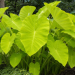 Colocasia 'Lime Zinger' – Pflanzenfoto