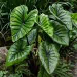 Colocasia ‘Pharaohs Mask’ (Colocasia 'Pharaohs Mask') – plant photo