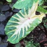 Colocasia 'White Lava' – Pflanzenfoto