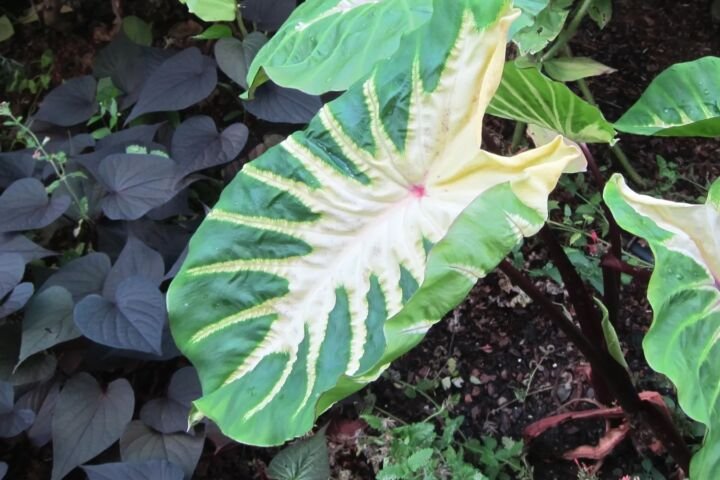Colocasia 'White Lava'