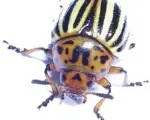 Colorado Potato Beetle