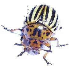 Colorado Potato Beetle