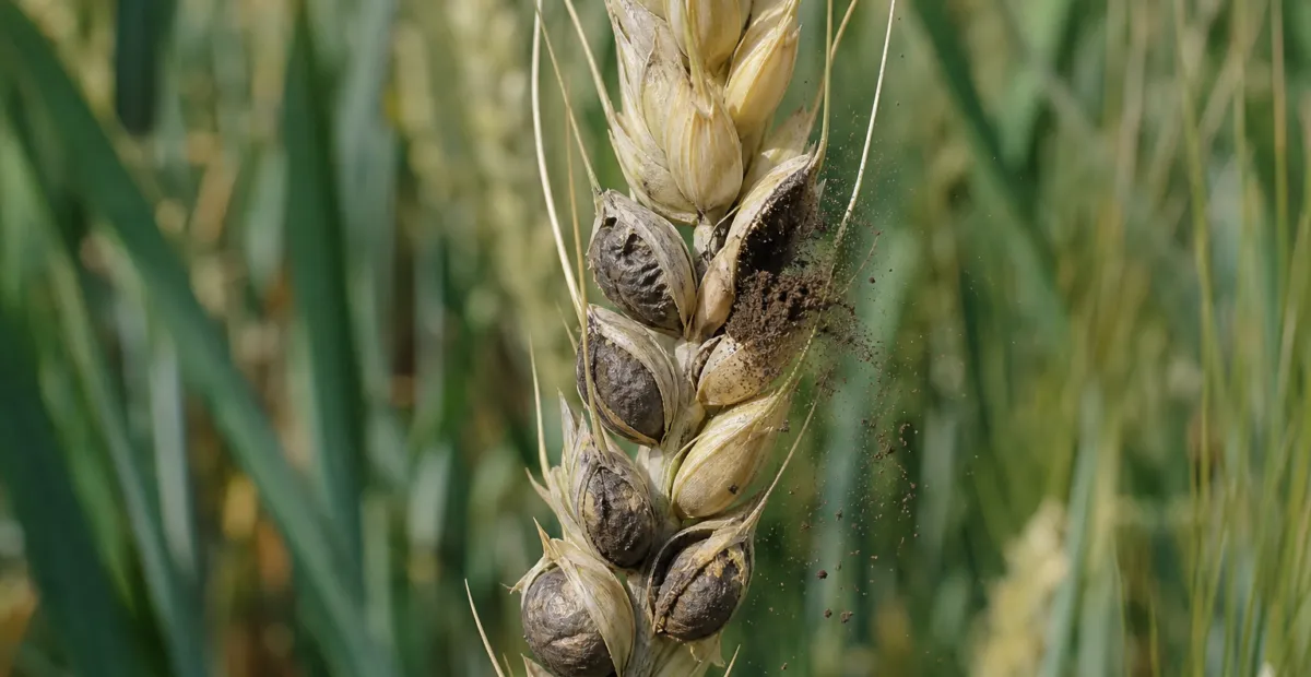 Common bunt (stinking smut) of wheat