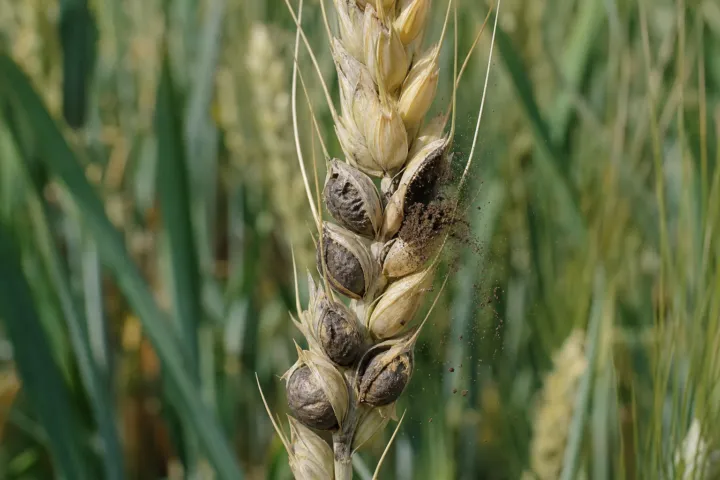 Common bunt (stinking smut) of wheat