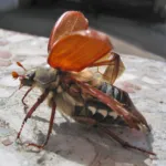 Common cockchafer (European cockchafer)
