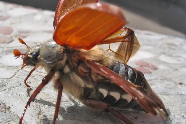 Common cockchafer (European cockchafer)