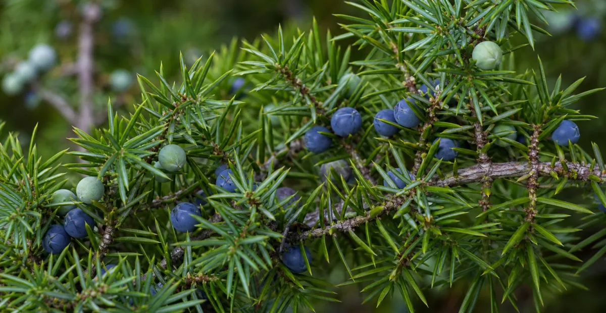 common juniper (Juniperus communis) – plant photo