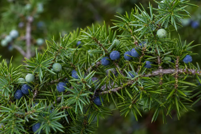 Juniperus communis
