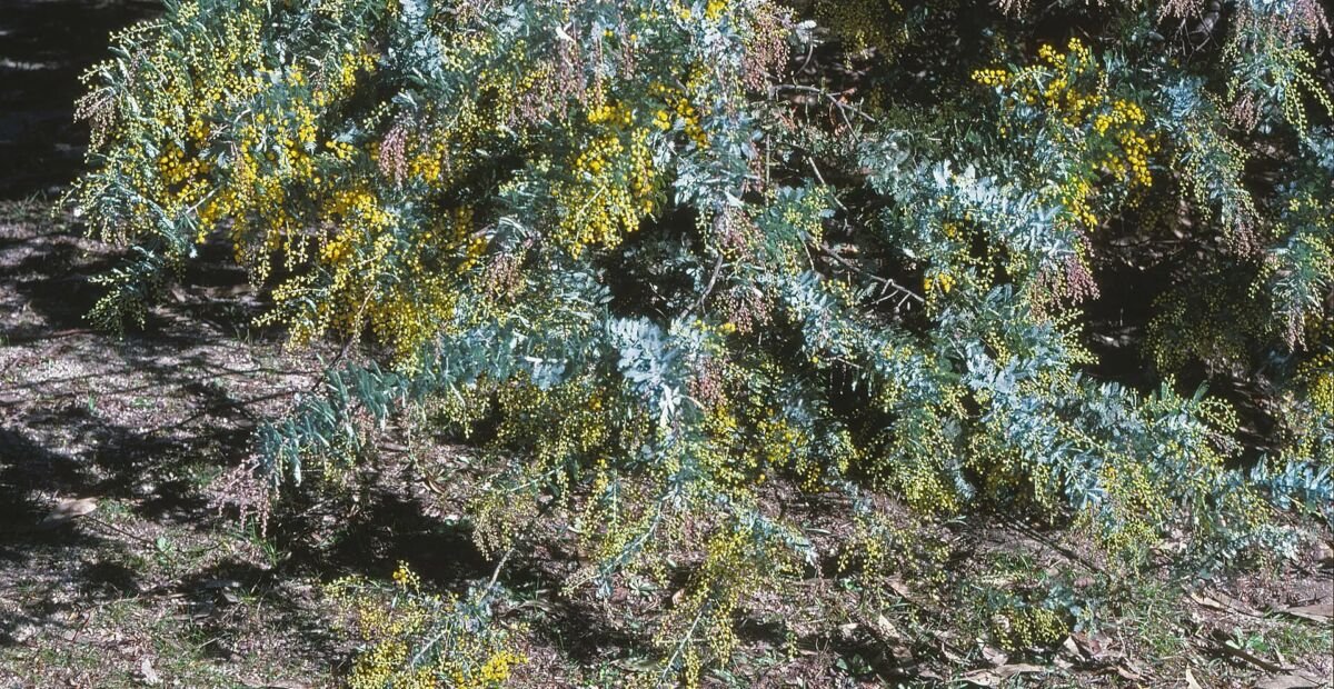 Cootamundra-Akazie (Acacia baileyana) – Pflanzenfoto