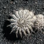 Copiapoa ‘Cinerea’ (Copiapoa 'Cinerea') – fotografia rastliny