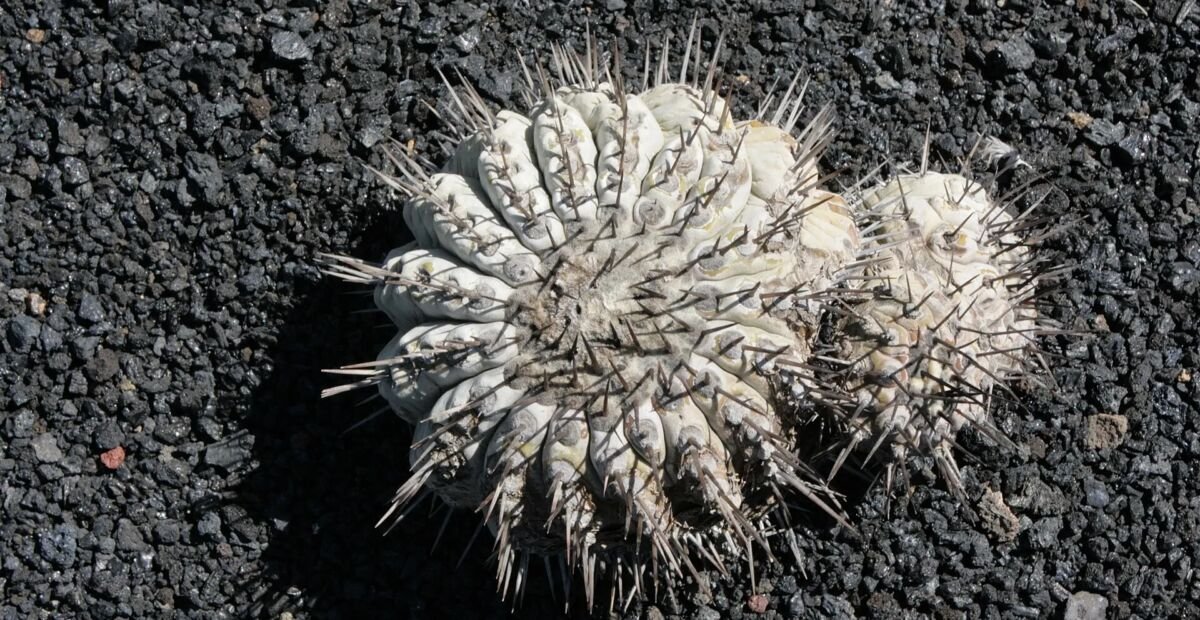 Copiapoa 'Cinerea' – Pflanzenfoto