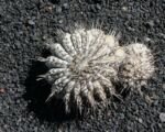 Copiapoa ‘Cinerea’