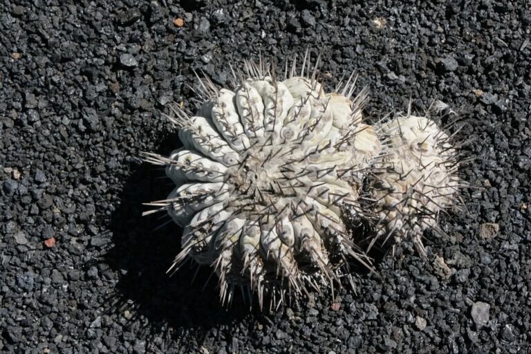 Copiapoa 'Cinerea'