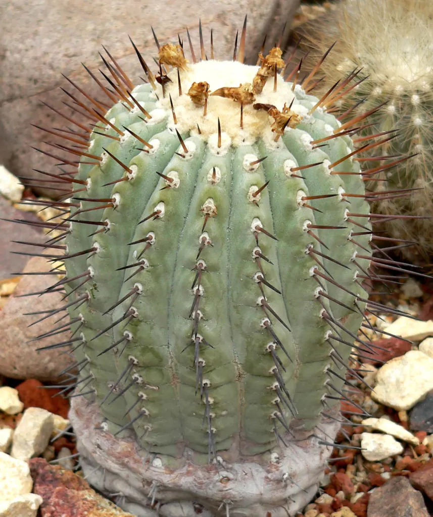 Copiapoa ‘Cinerea’ (Copiapoa 'Cinerea') – im Garten, Pflanzenfoto