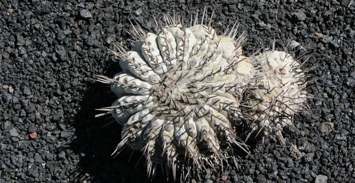 Copiapoa 'Cinerea' – plant photo