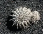 Copiapoa ‘Cinerea’