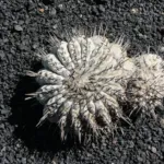 Copiapoa ‘Cinerea’ (Copiapoa 'Cinerea') – plant photo