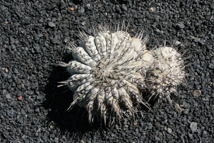 Copiapoa 'Cinerea'