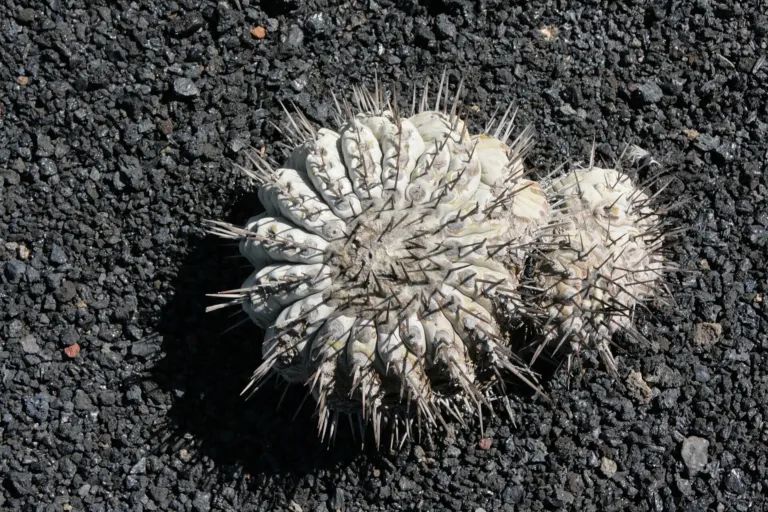 Copiapoa 'Cinerea'