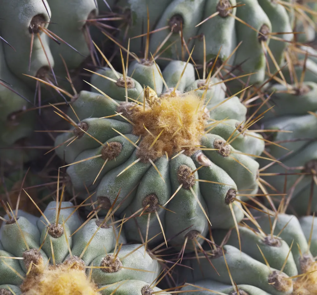 Copiapoa ‘Cinerea’ (Copiapoa 'Cinerea') – typisches Erscheinungsbild, Pflanzenfoto