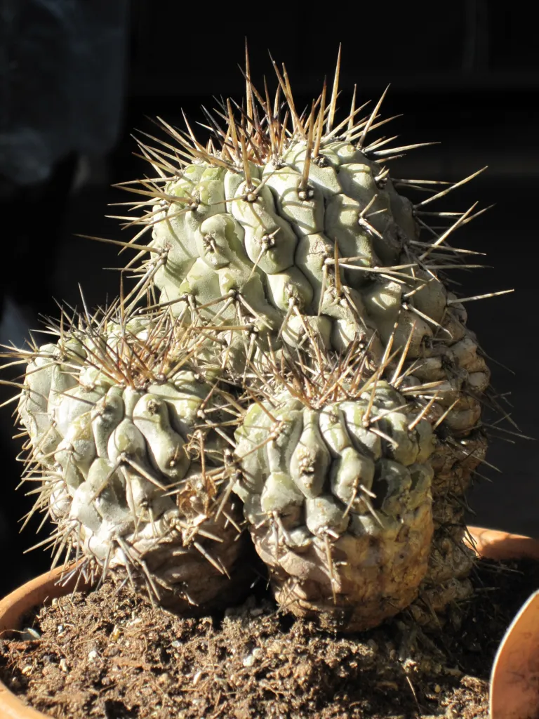 Copiapoa ‘Cinerea’ (Copiapoa 'Cinerea') – typisches Erscheinungsbild, Pflanzenfoto