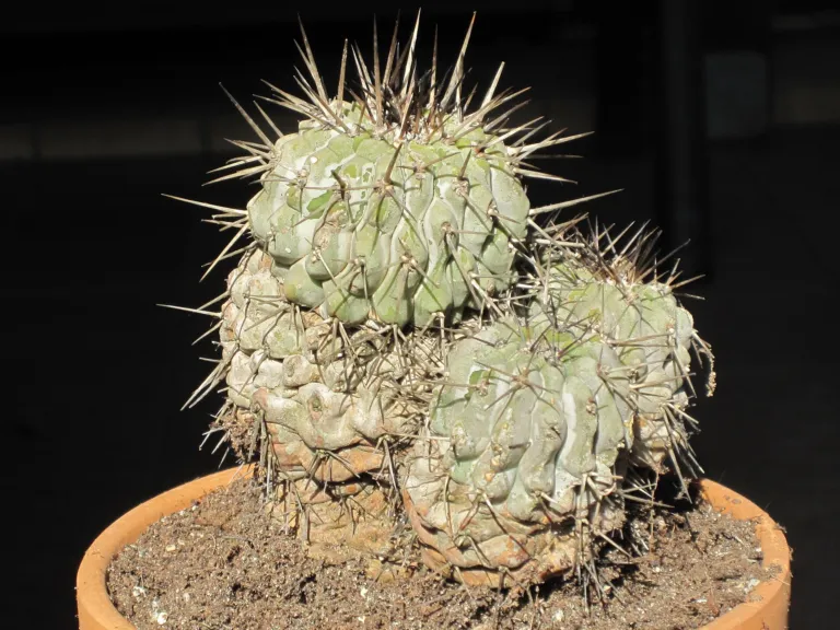 Copiapoa ‘Cinerea’ (Copiapoa 'Cinerea') – characteristic appearance, plant photo