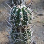 Copiapoa coquimbana – (Copiapoa coquimbana) – Pflanzenfoto