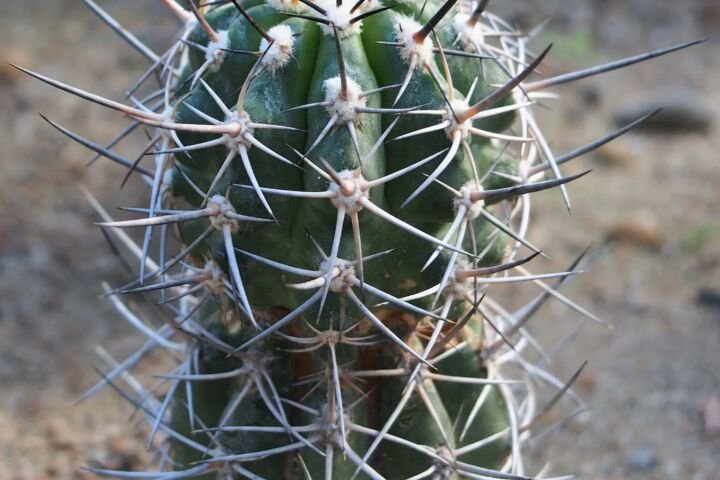 Copiapoa coquimbana