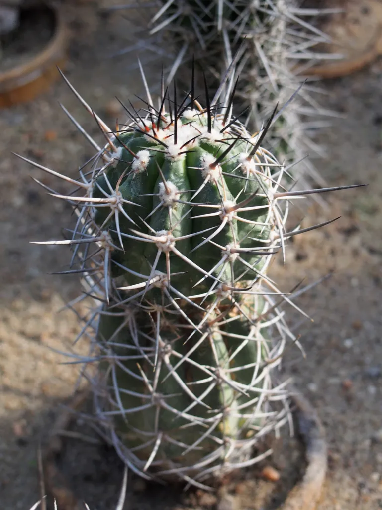 Copiapoa coquimbana – pestovanie a (Copiapoa coquimbana) – v záhrade, fotografia rastliny