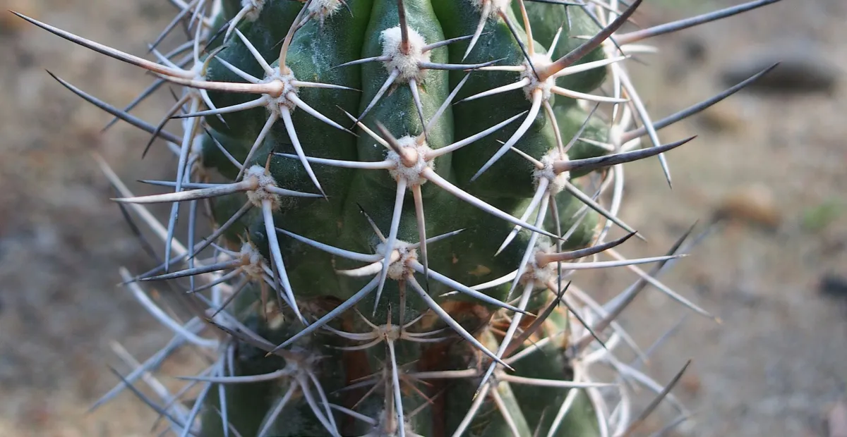 Copiapoa coquimbana – plant photo