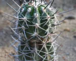 Copiapoa coquimbana care guide