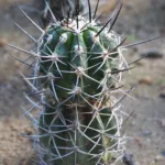 Copiapoa coquimbana care guide (Copiapoa coquimbana) – plant photo