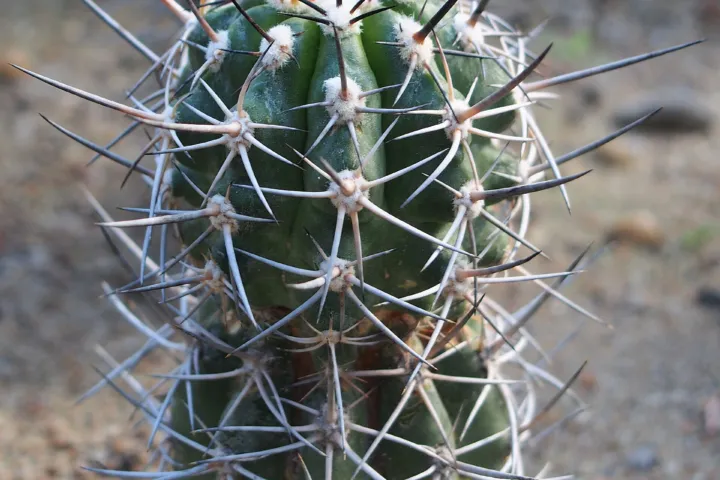 Copiapoa coquimbana